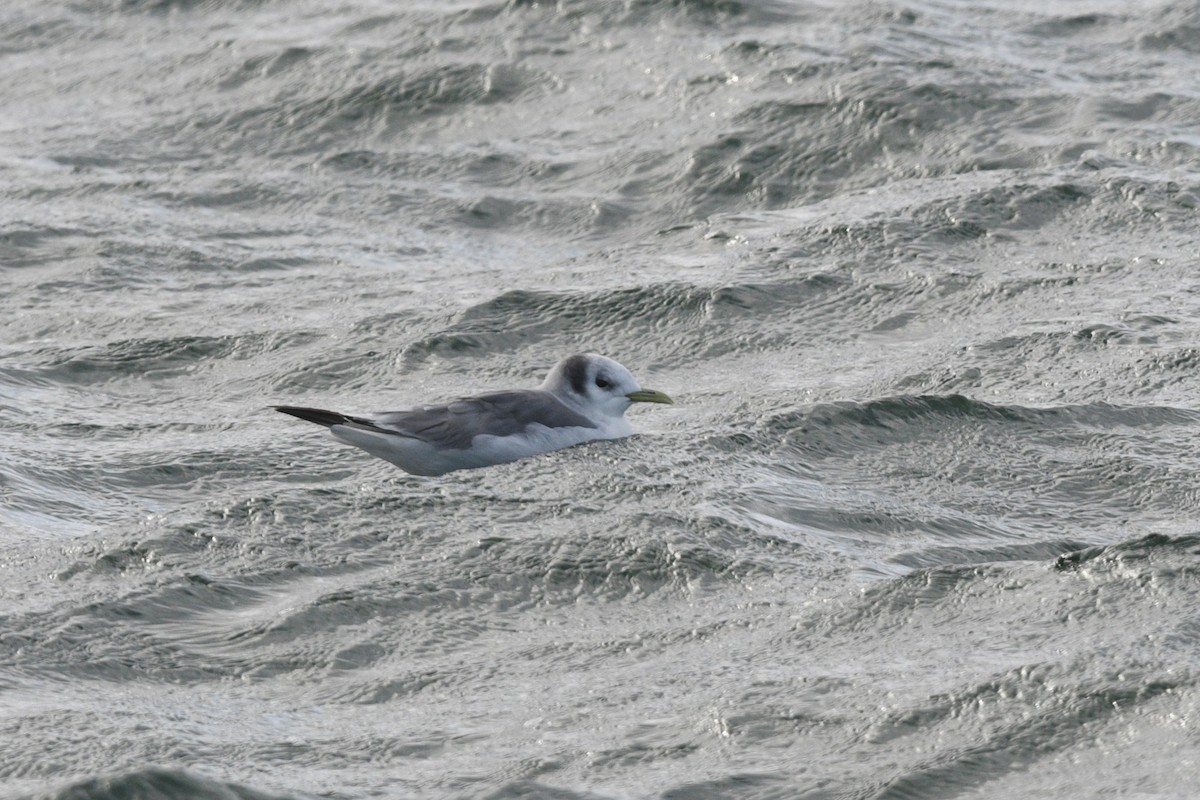 Black-legged Kittiwake - ML611491841