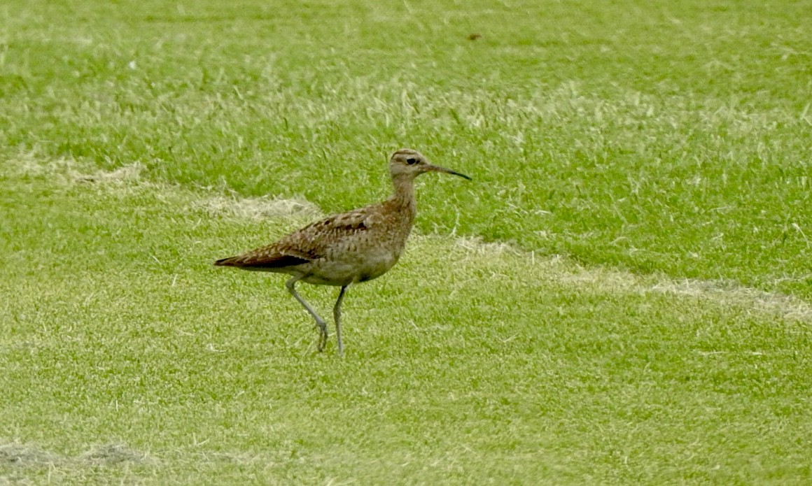 Little Curlew - ML611491866