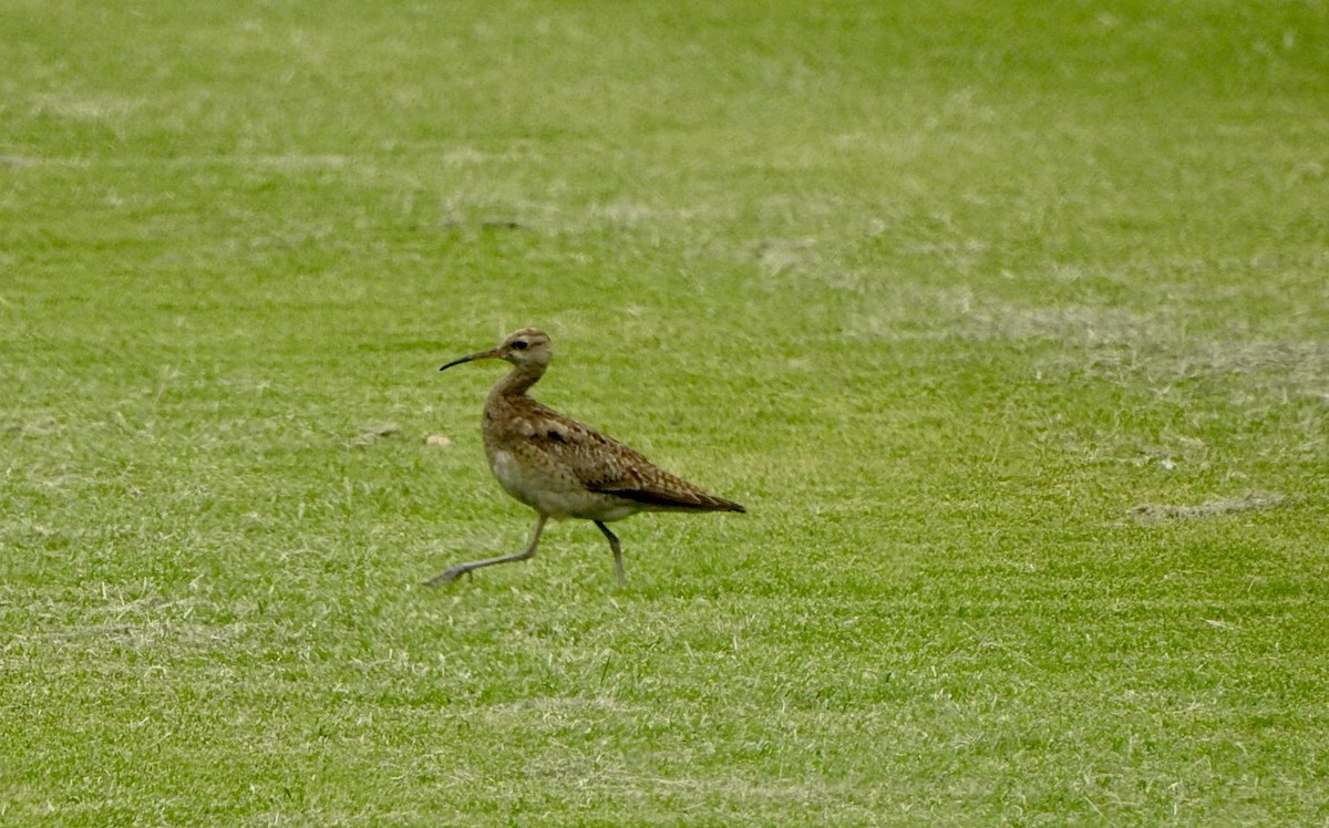 Little Curlew - ML611491867