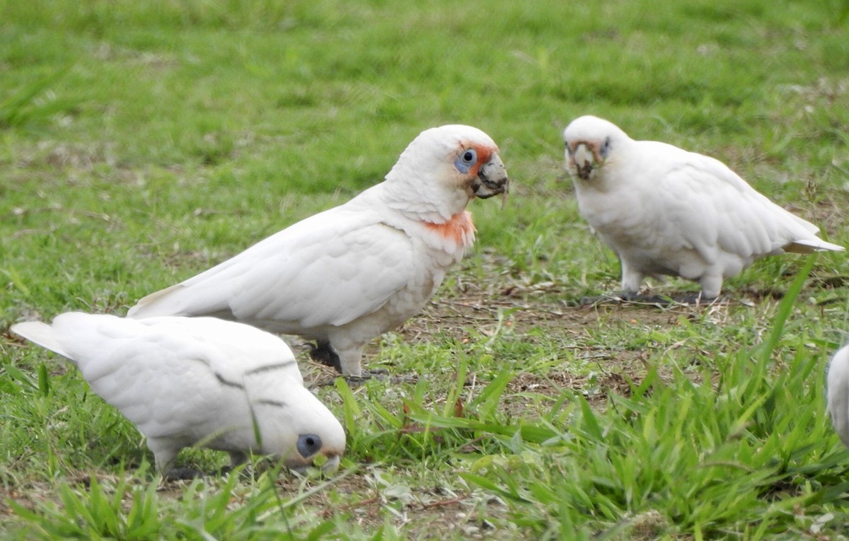 Long-billed Corella - ML611491884