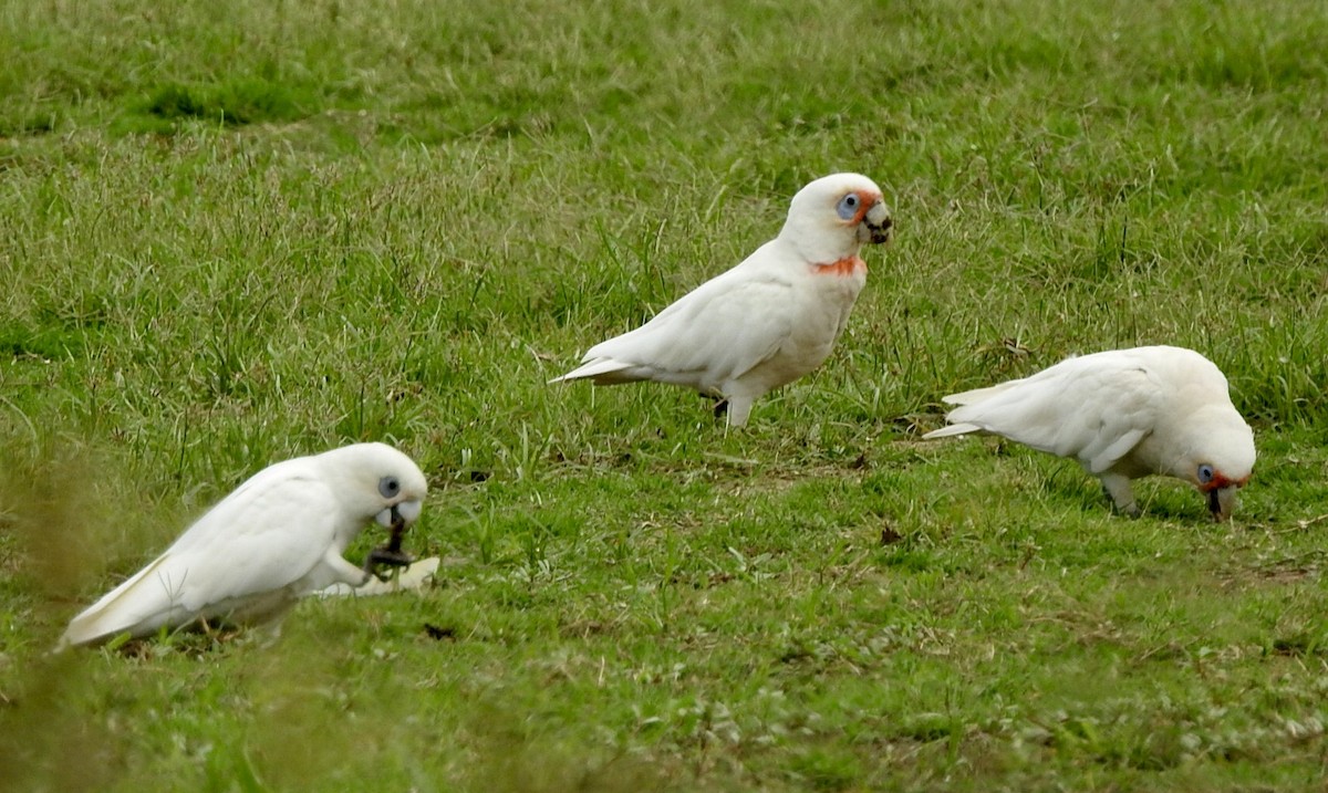 Long-billed Corella - ML611491885