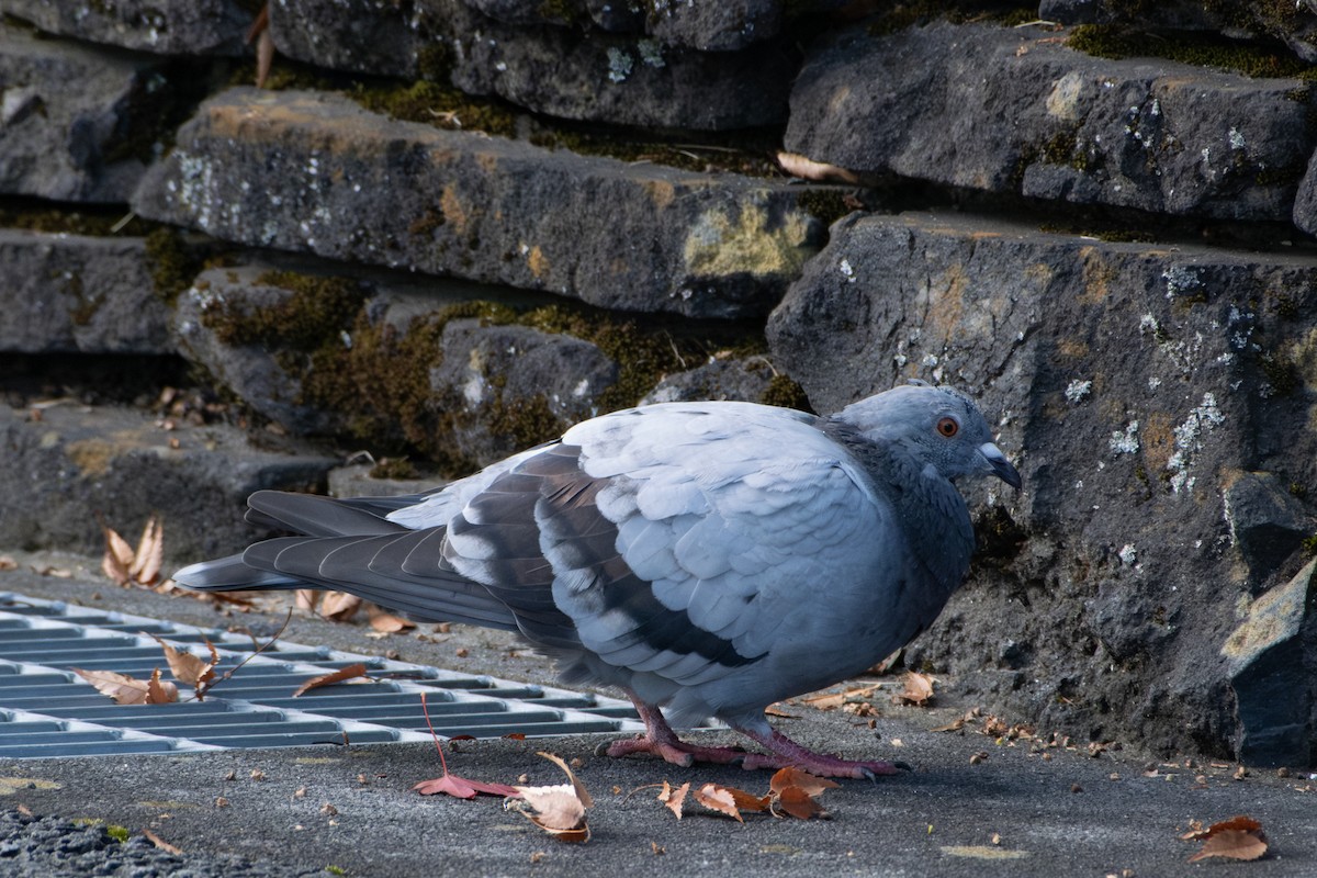 Rock Pigeon (Feral Pigeon) - Sheng Jiang