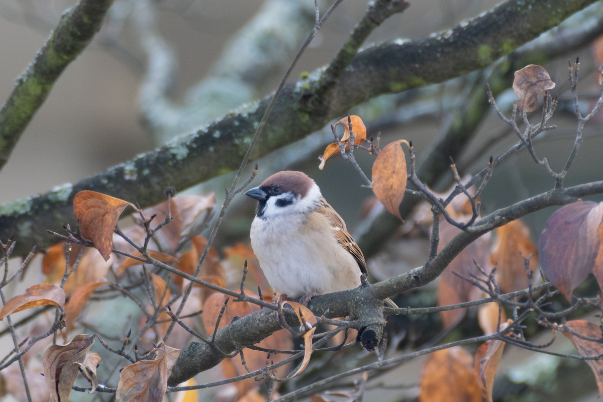 Eurasian Tree Sparrow - ML611491942