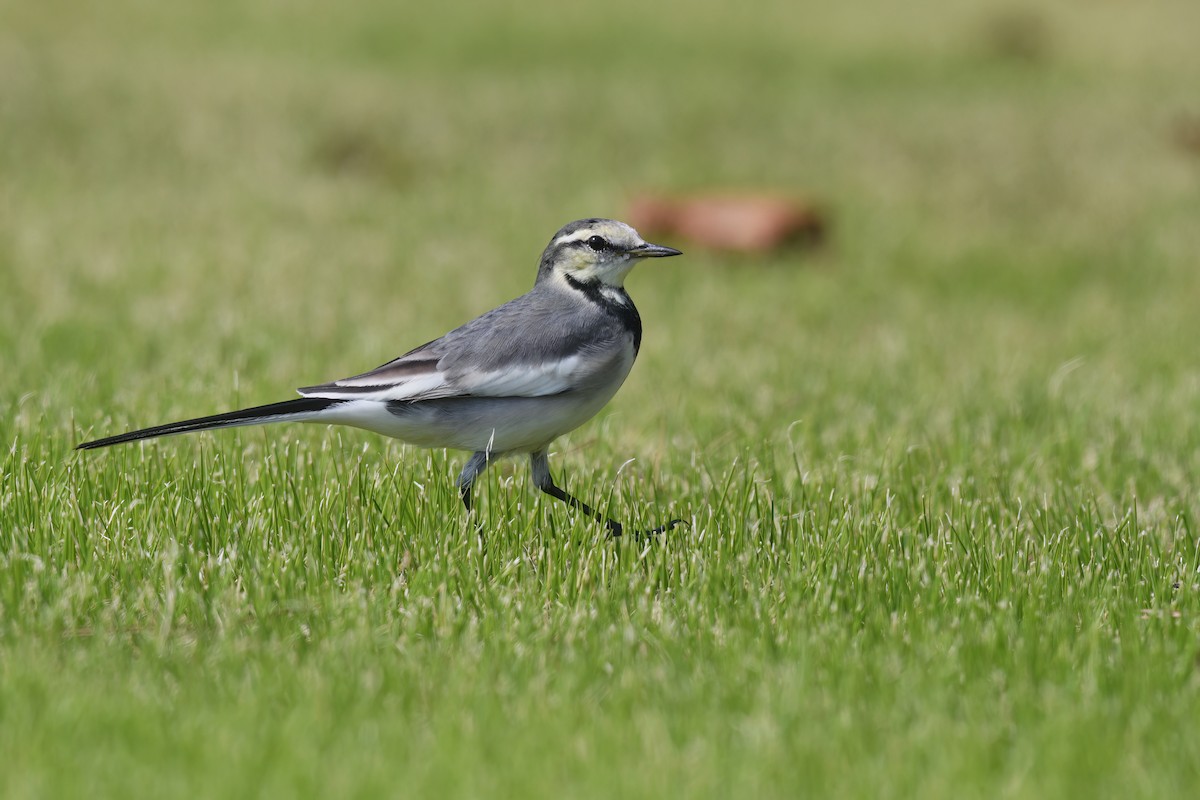 White Wagtail - ML611491988