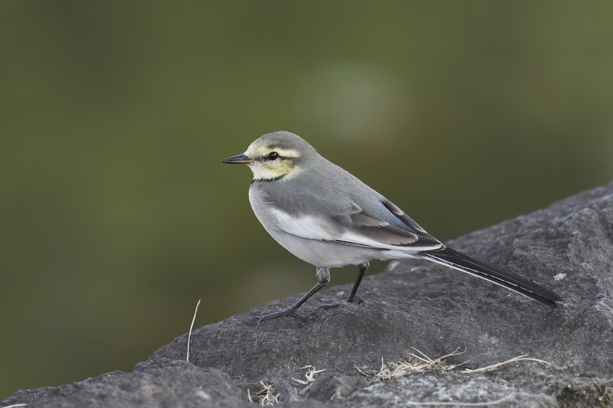 White Wagtail - ML611491992