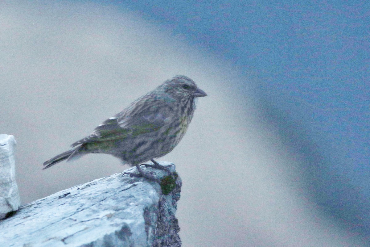 Red-fronted Rosefinch - ML611492002