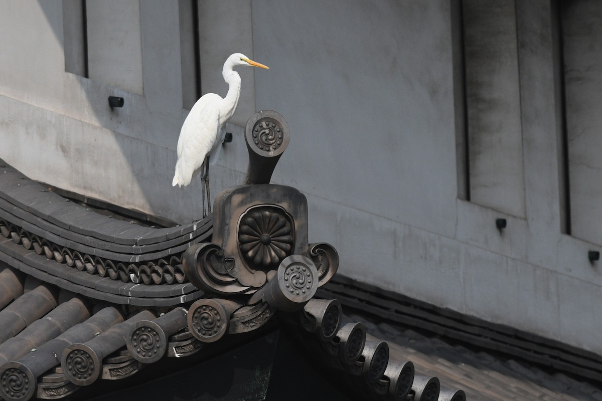 Great Egret - ML611492026