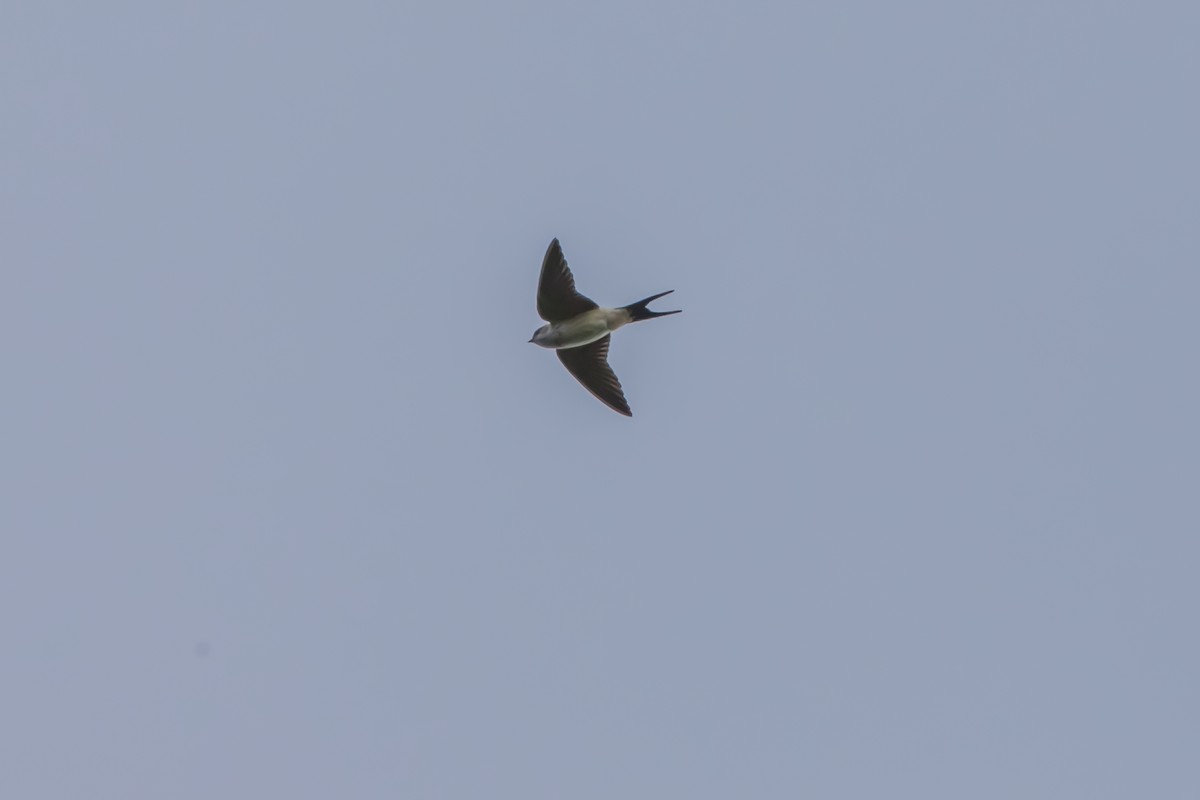 Red-rumped Swallow (Red-rumped) - Hugo Cobos