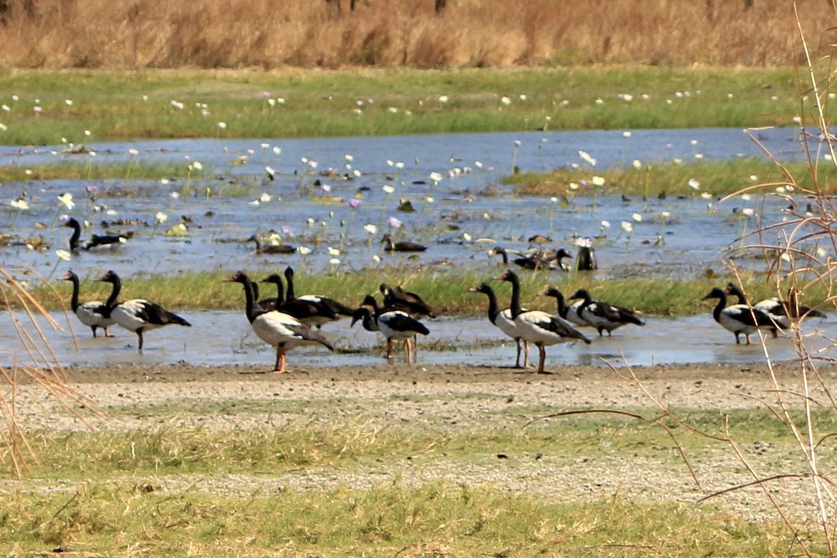 Magpie Goose - Peter Fayle