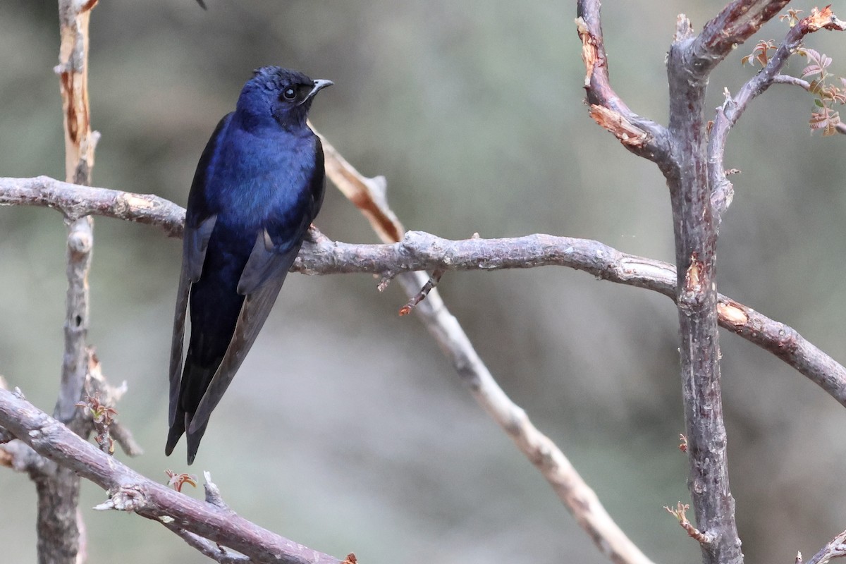 Southern Martin - Olivier Langrand