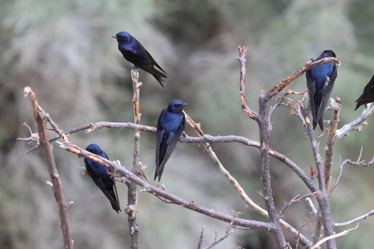 Golondrina Sureña - ML611492229