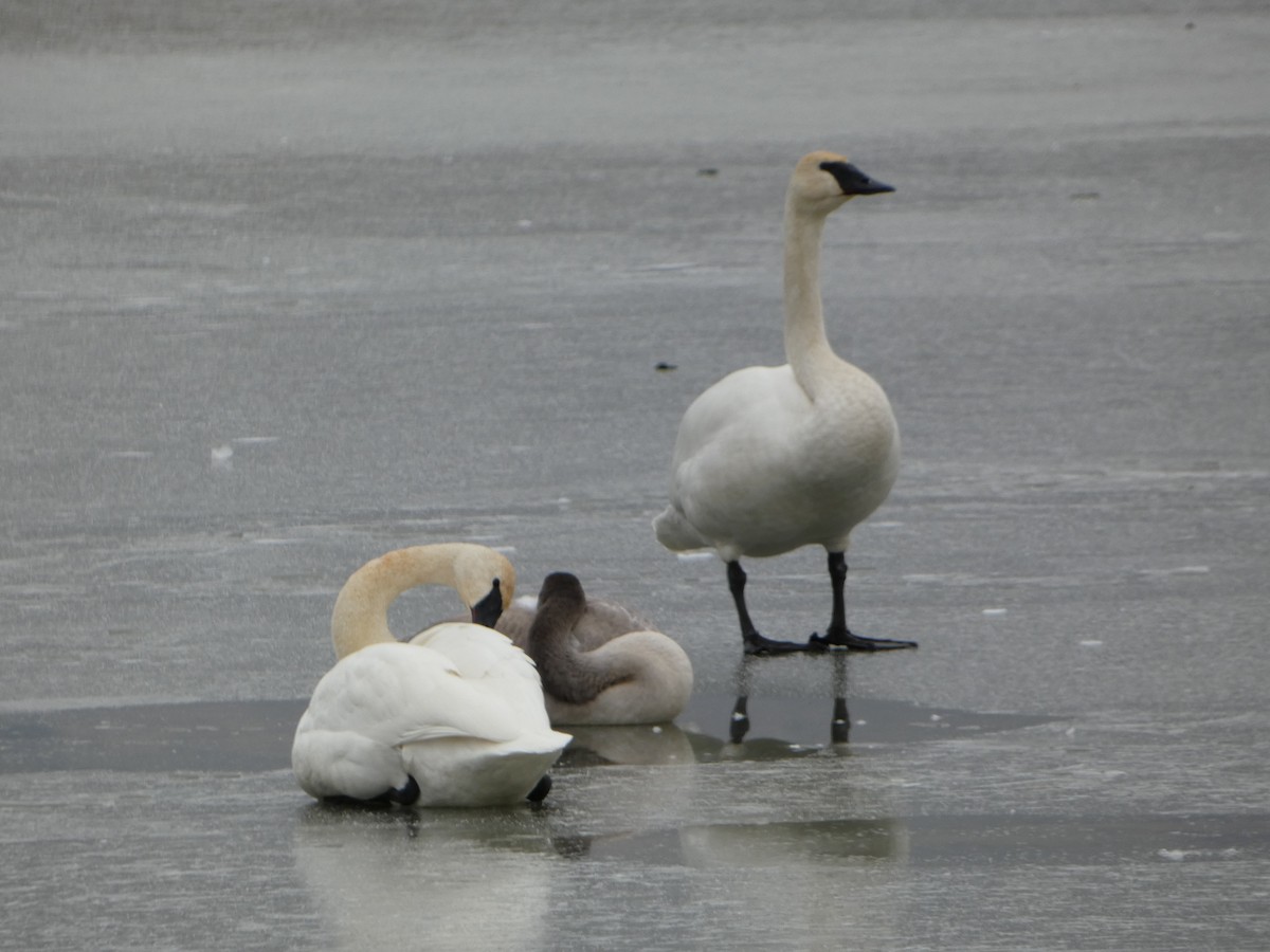 Trumpeter Swan - ML611492235