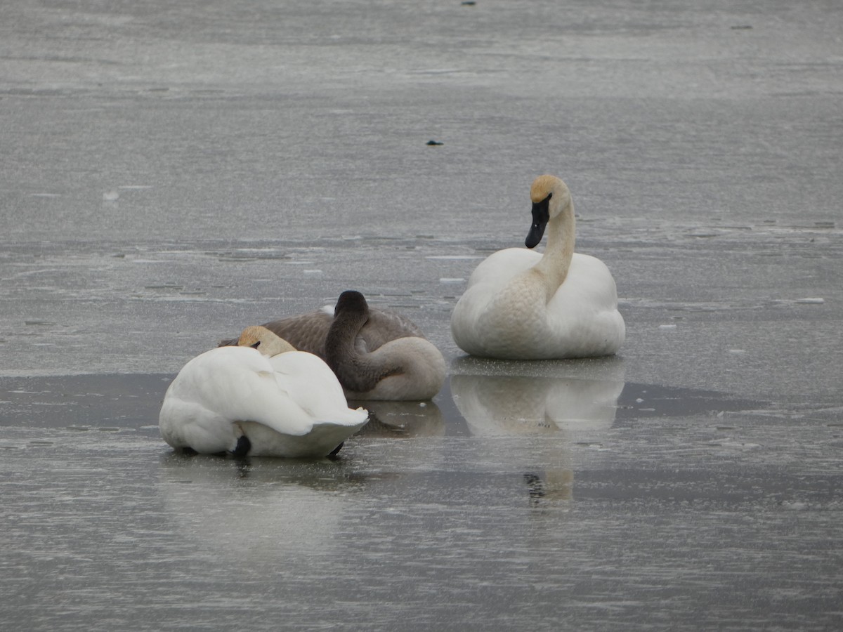 Trumpeter Swan - ML611492236