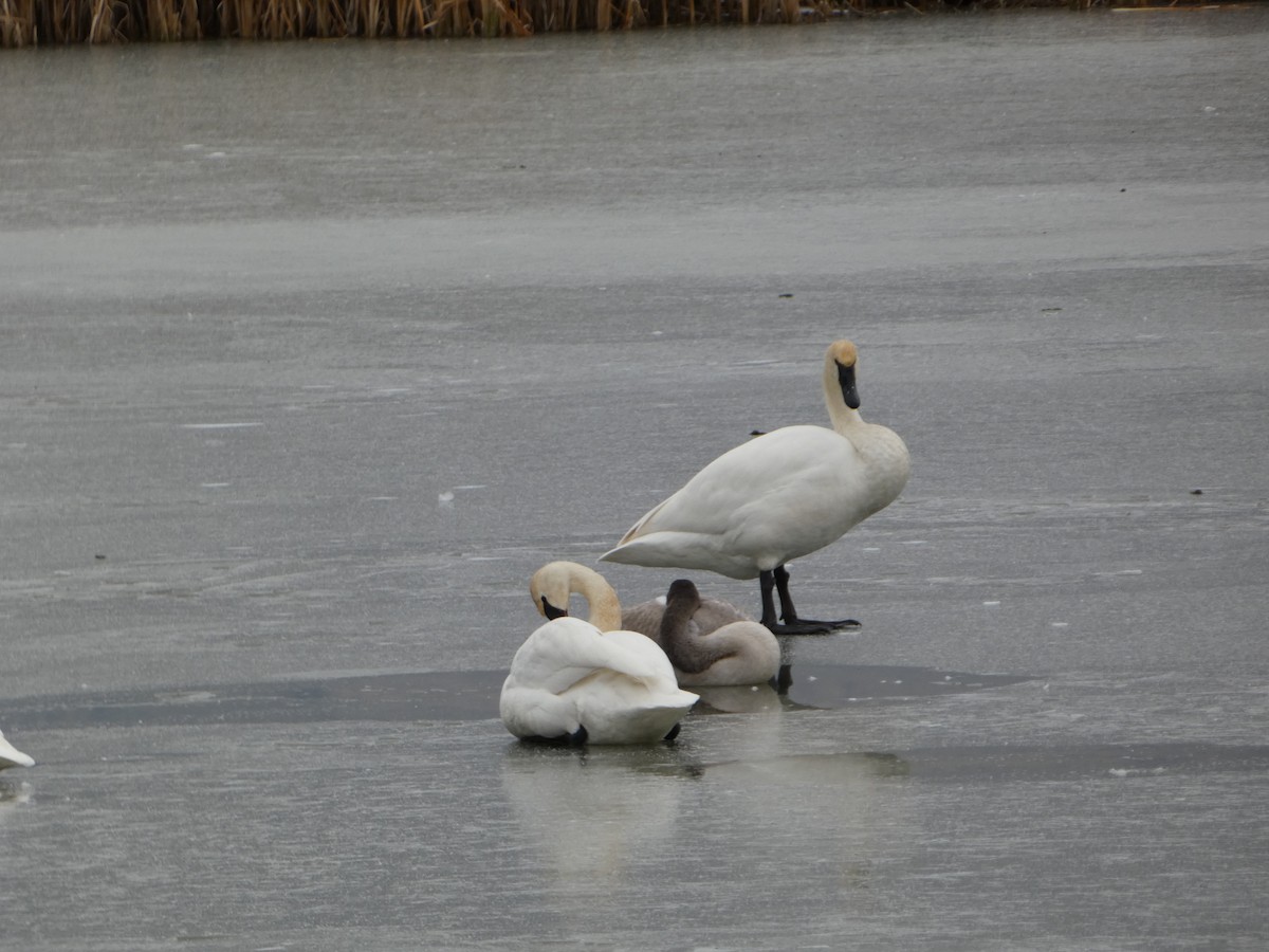 Trumpeter Swan - ML611492237