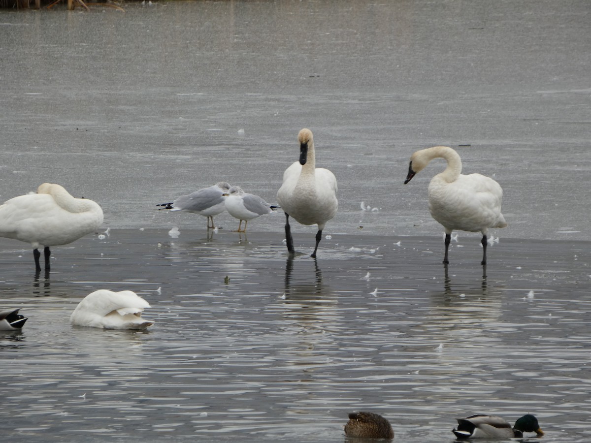 gull sp. - ML611492257