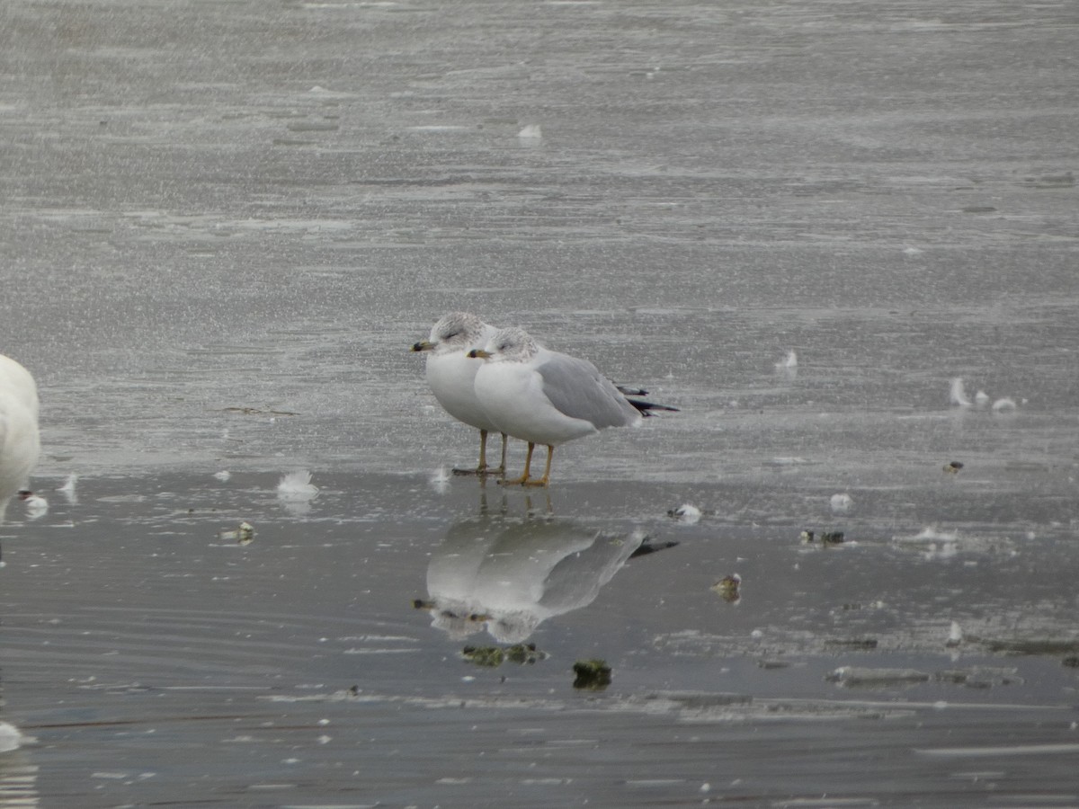 gull sp. - ML611492258