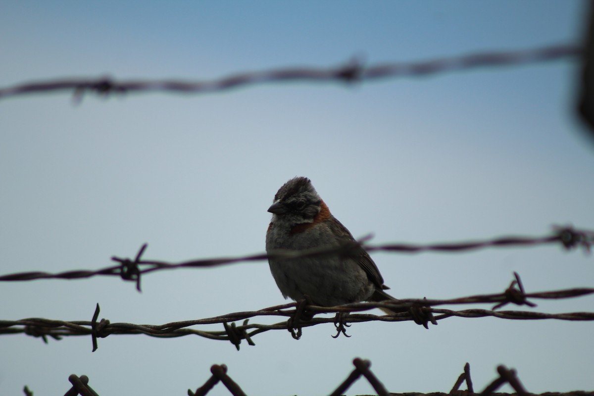 Rufous-collared Sparrow - Juan Casanova