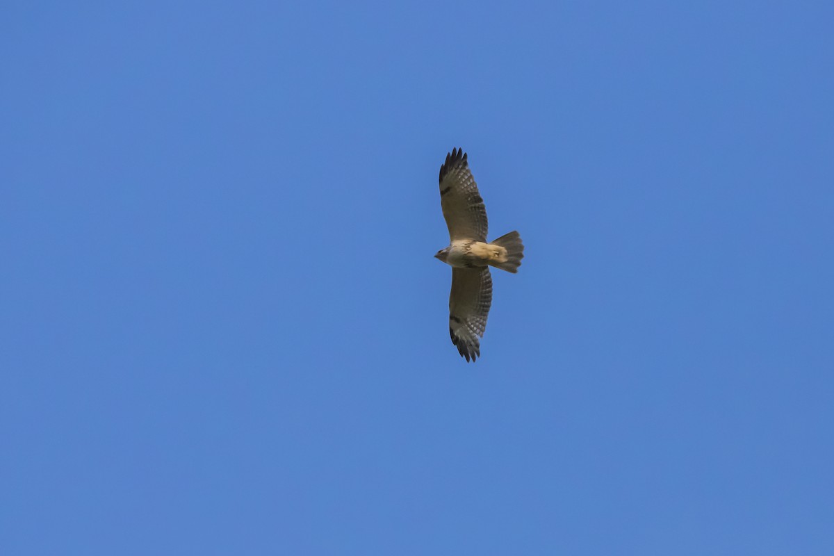 Eastern Buzzard - Hugo Cobos