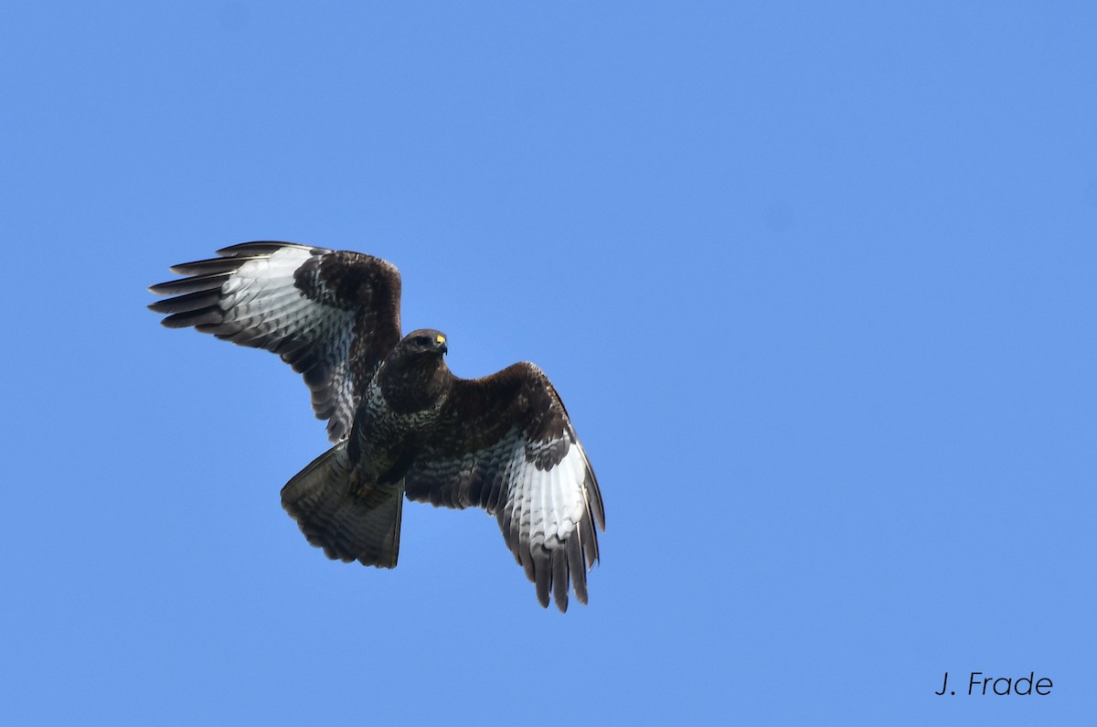 Common Buzzard - José Frade