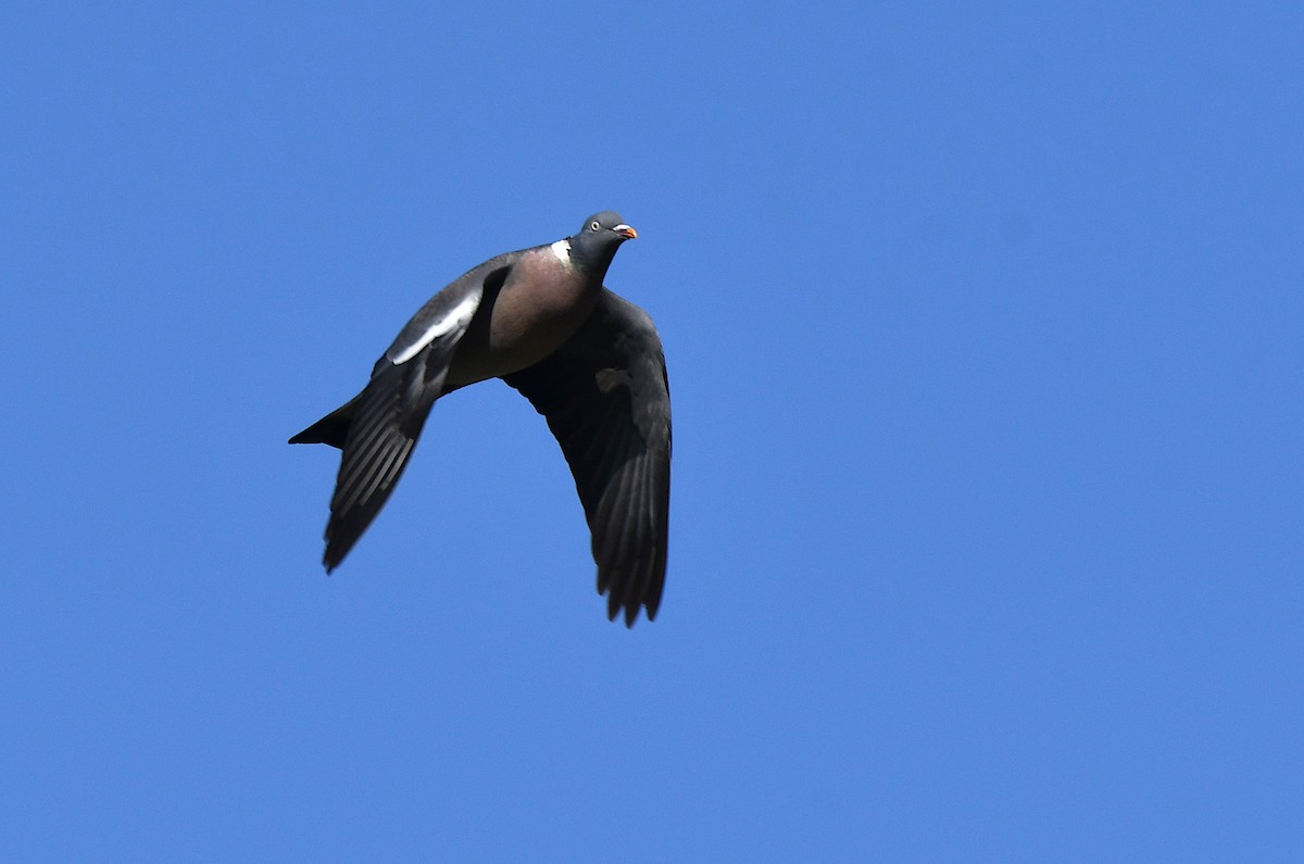 Common Wood-Pigeon - José Frade