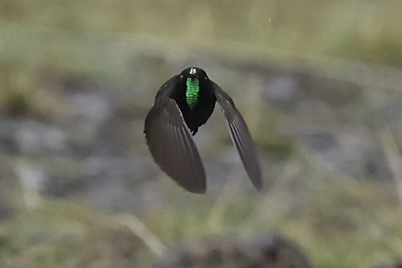 kolibřík modropláštíkový - ML611492395
