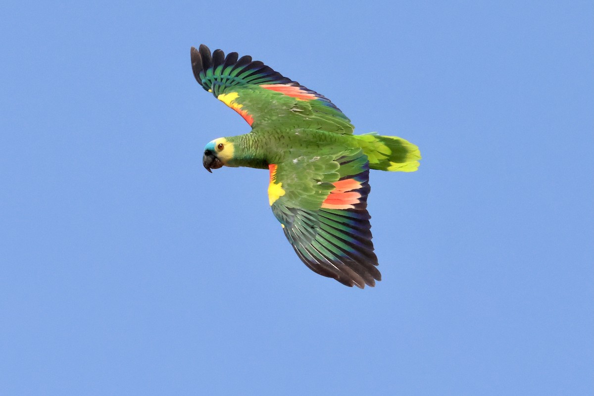 Turquoise-fronted Parrot - ML611492442