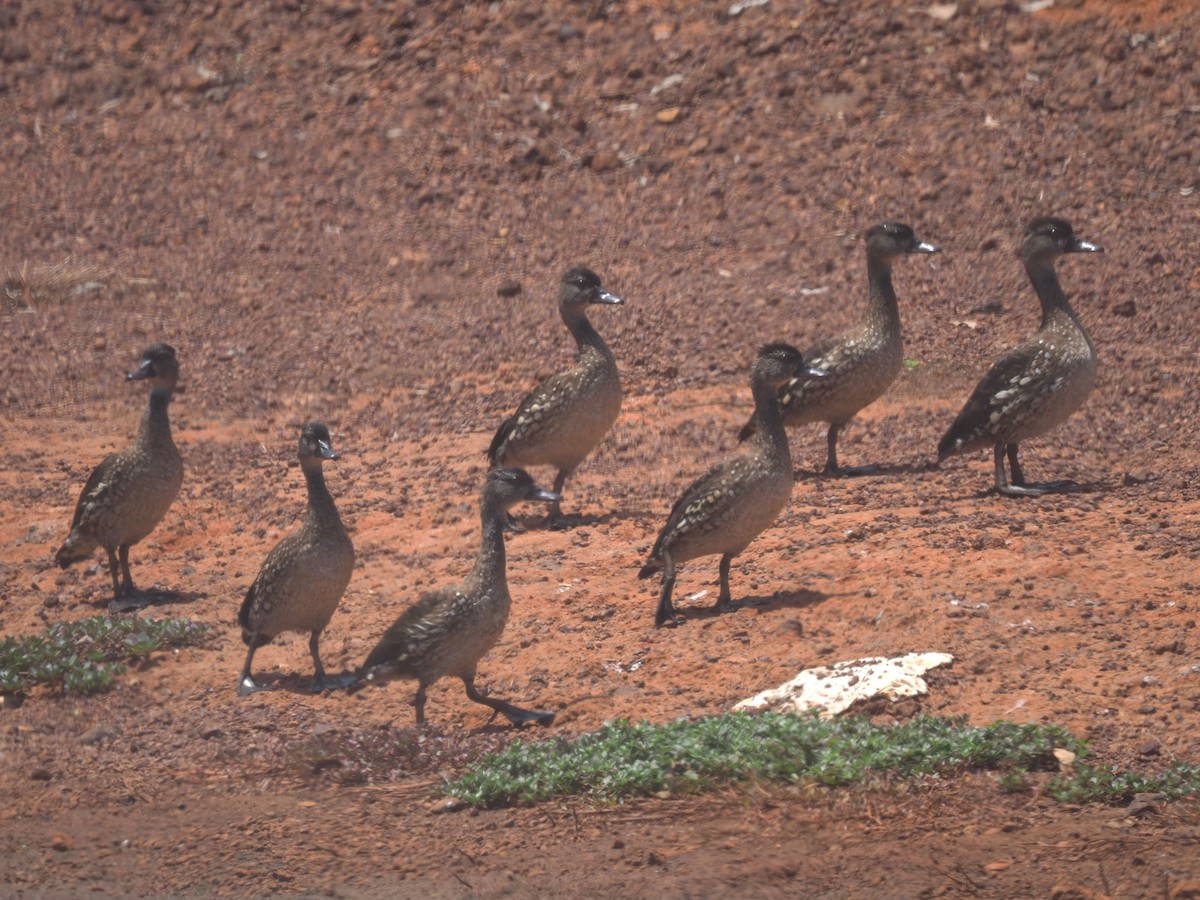 Spotted Whistling-Duck - ML611492494