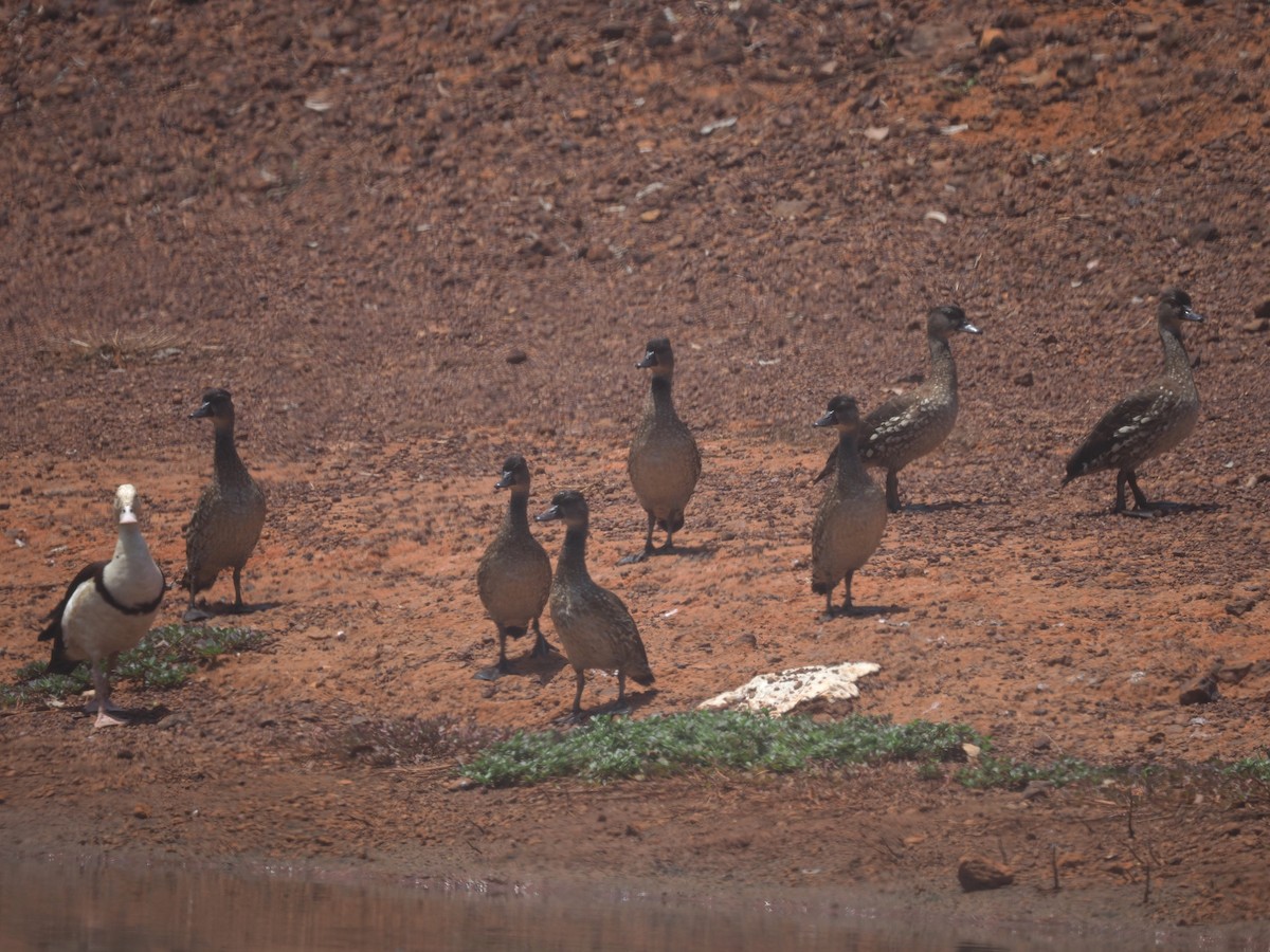Spotted Whistling-Duck - ML611492497