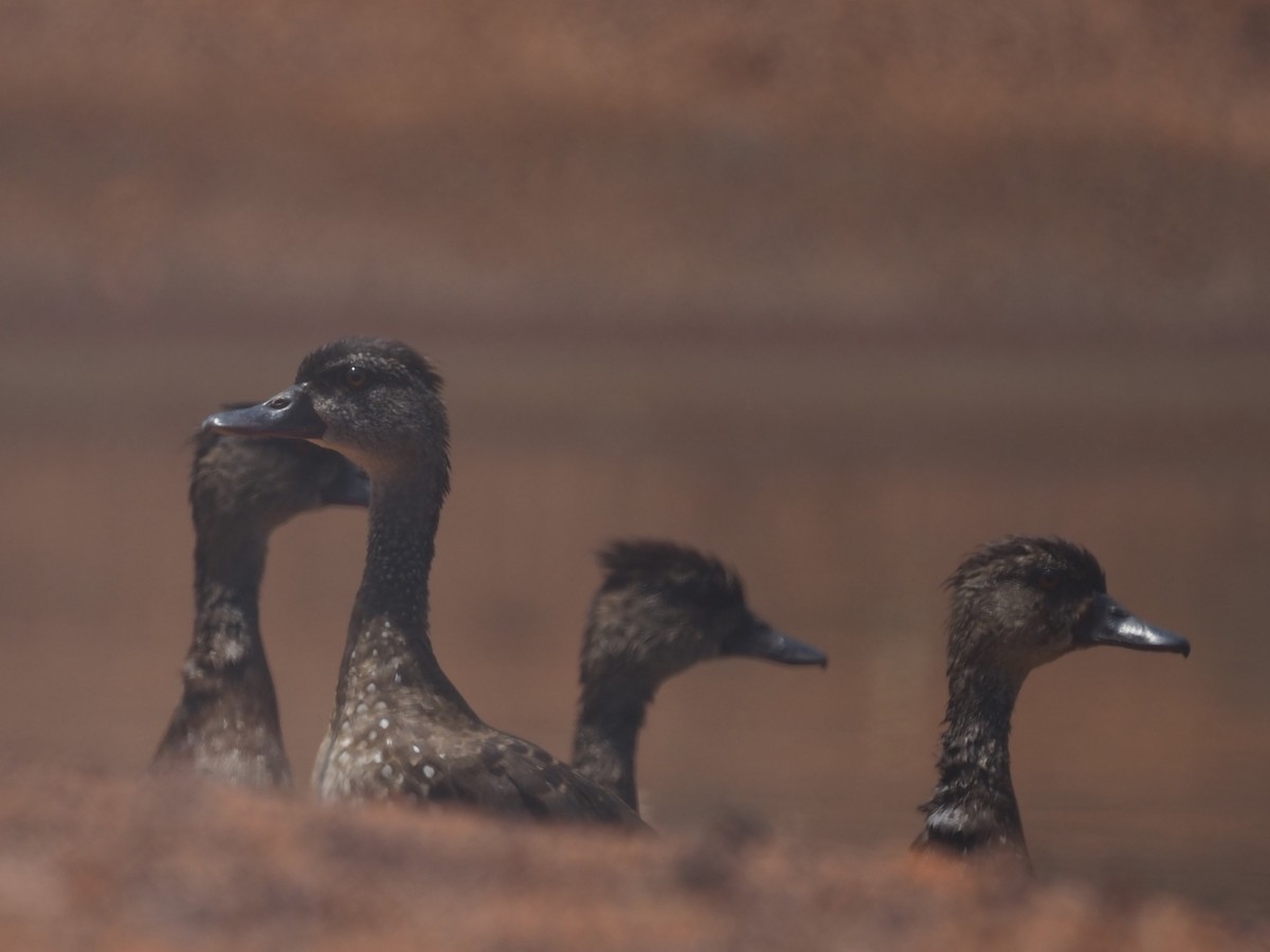 Spotted Whistling-Duck - Magen Pettit