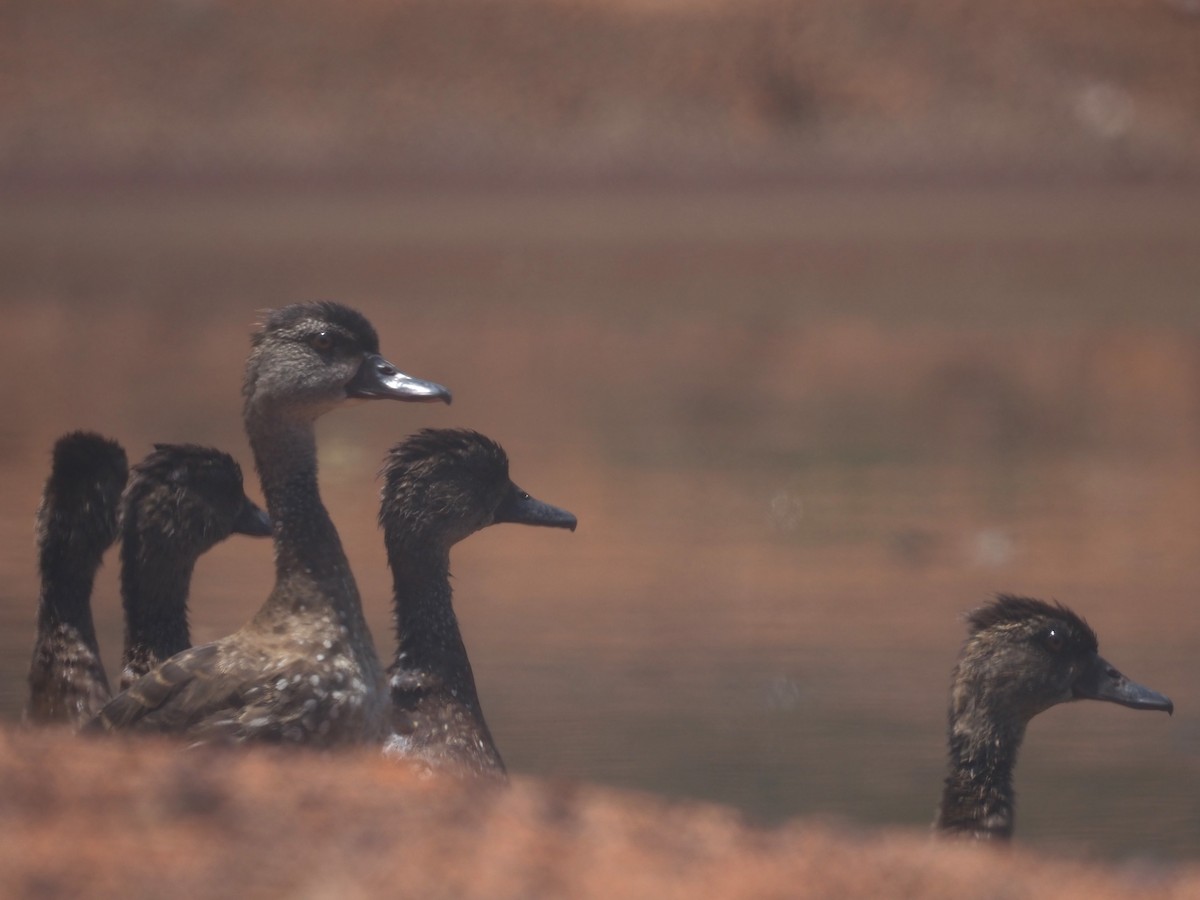 Spotted Whistling-Duck - ML611492502