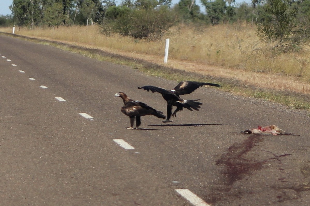 Wedge-tailed Eagle - ML611492558