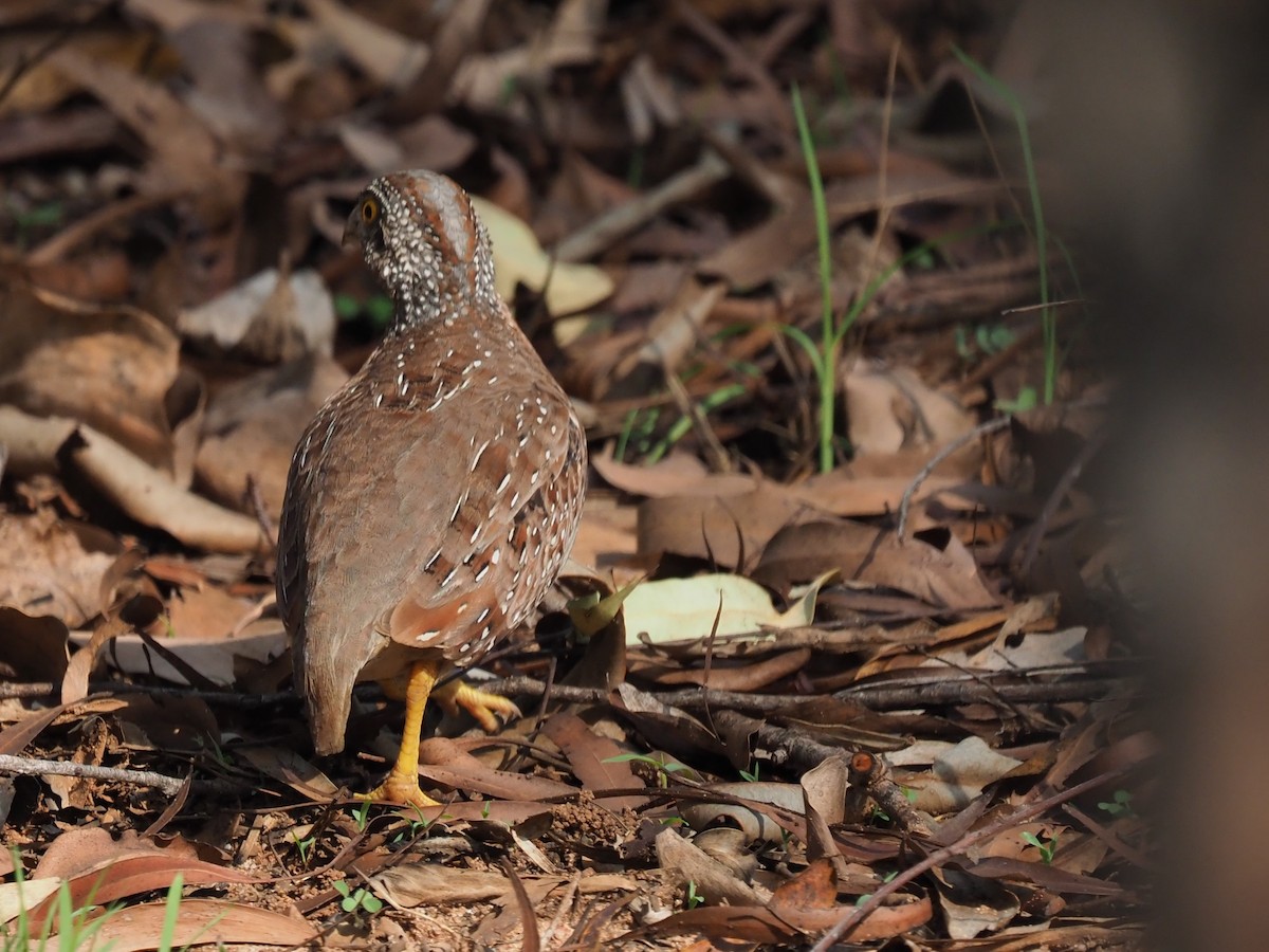 Chestnut-backed Buttonquail - ML611492596