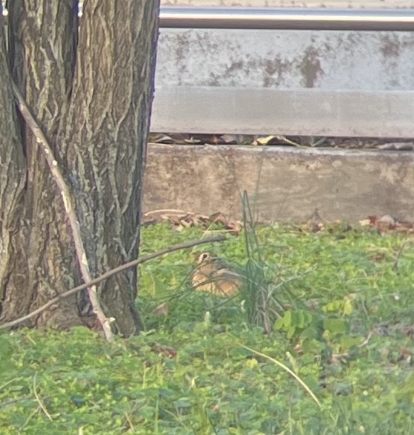 American Woodcock - ML611492802