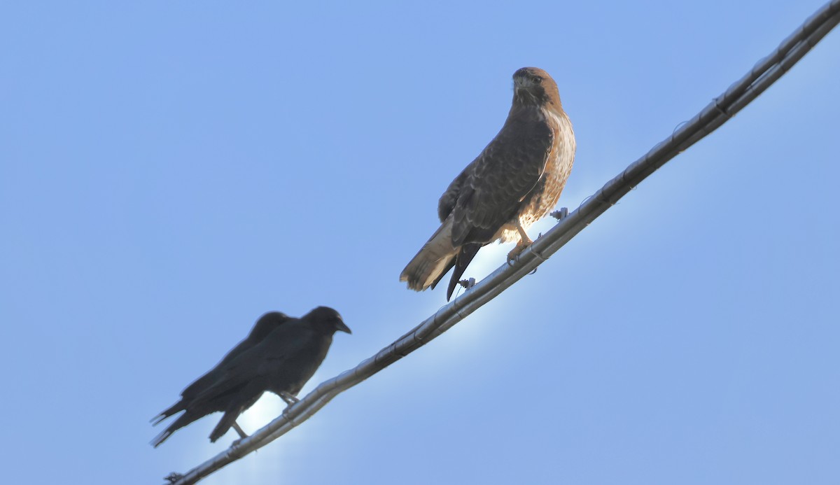 American Crow - ML611492803