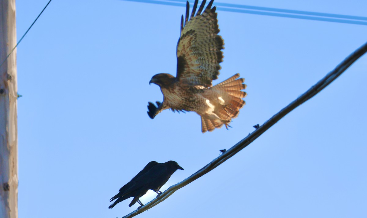 Red-tailed Hawk - Perry  Edwards