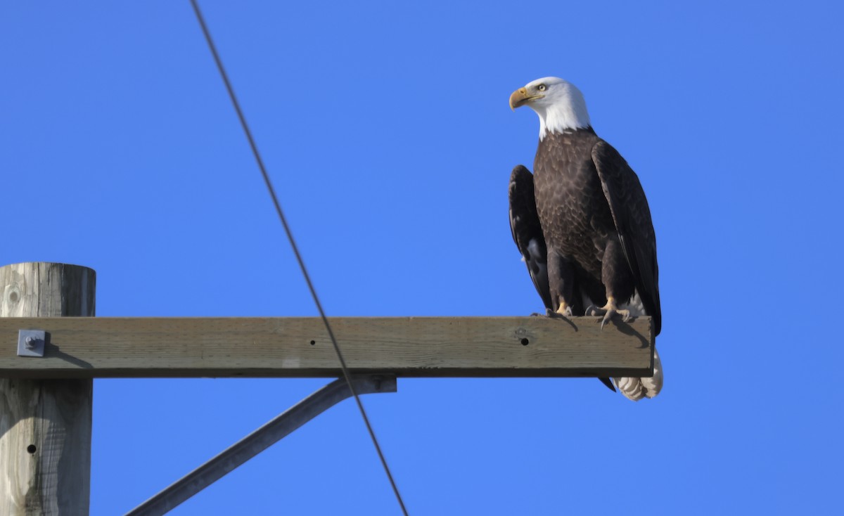 Bald Eagle - Perry  Edwards