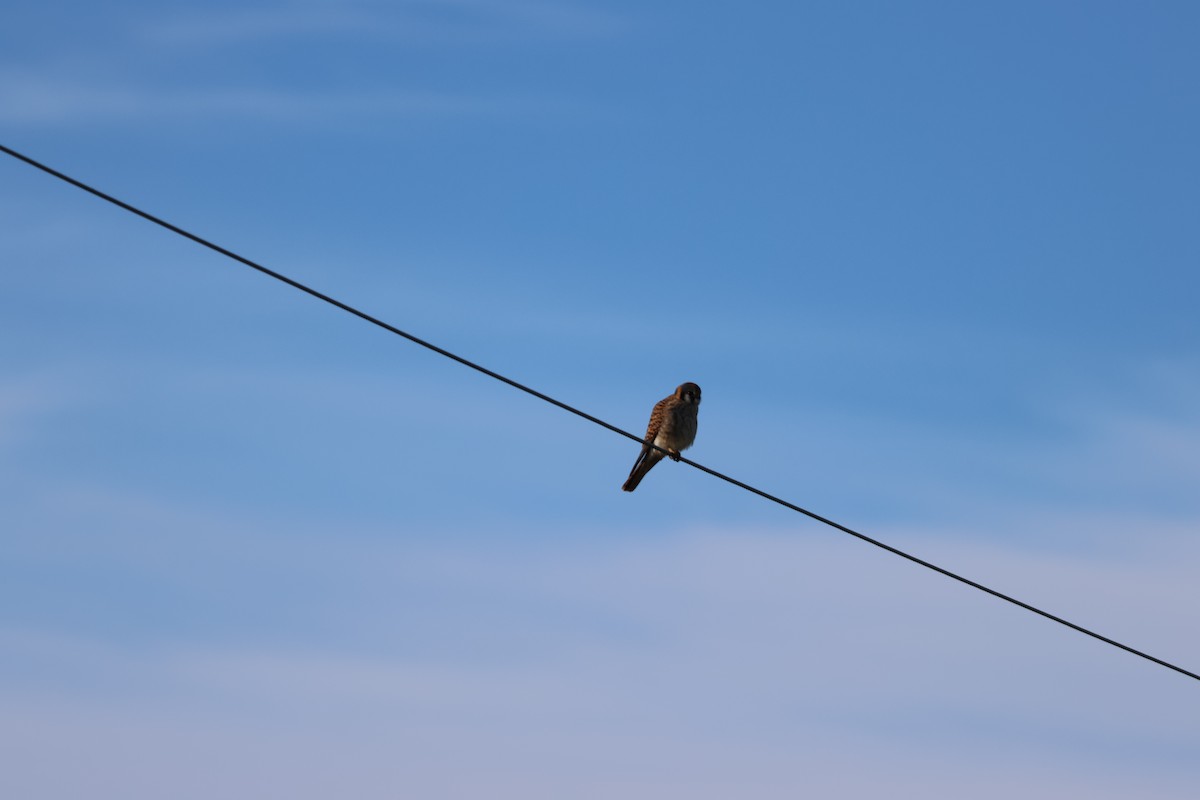 American Kestrel - ML611492812