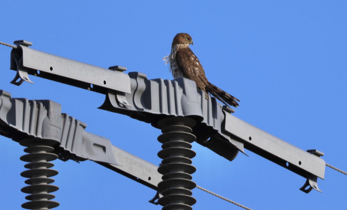 Cooper's Hawk - Perry  Edwards