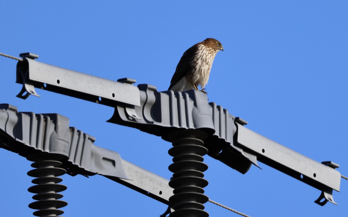 Cooper's Hawk - Perry  Edwards