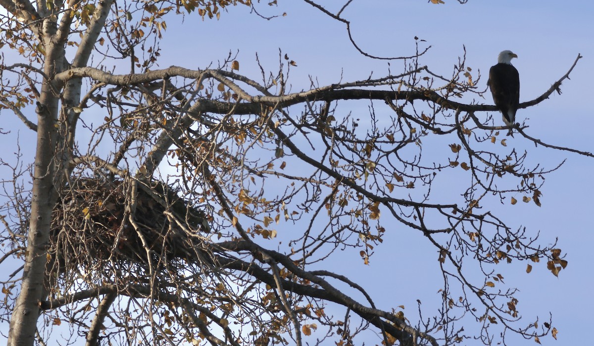 Bald Eagle - Perry  Edwards