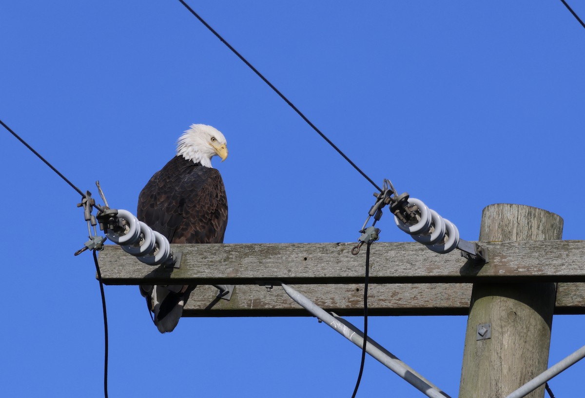 Weißkopf-Seeadler - ML611492820