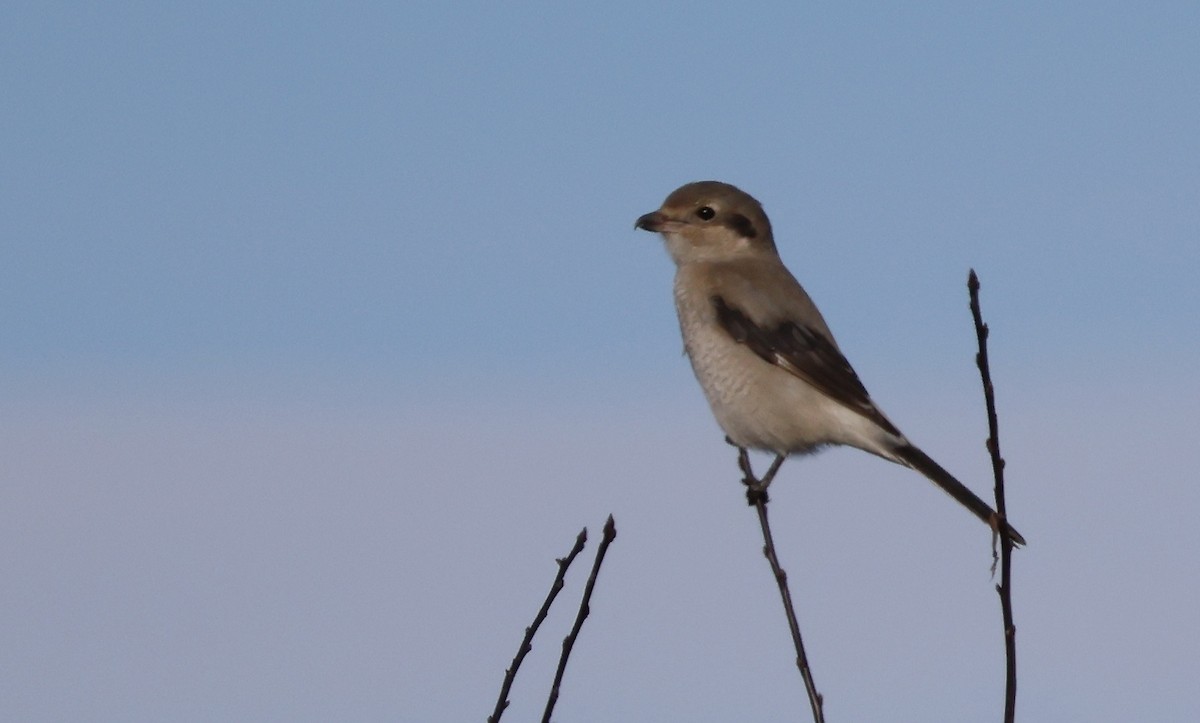 חנקן צפוני - ML611492821