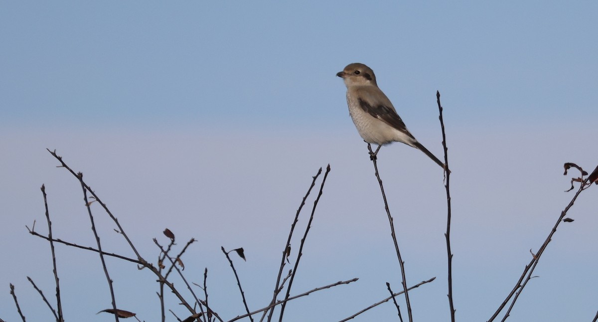 Northern Shrike - Perry  Edwards