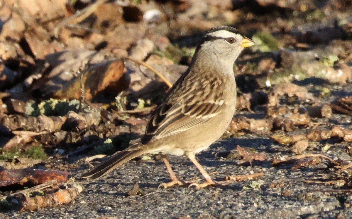 Bruant à couronne blanche - ML611492858