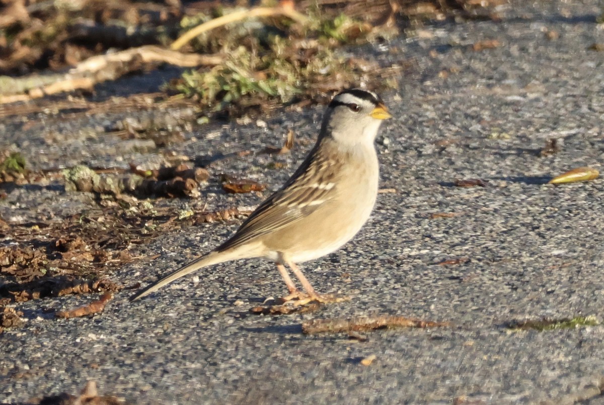 Bruant à couronne blanche - ML611492860