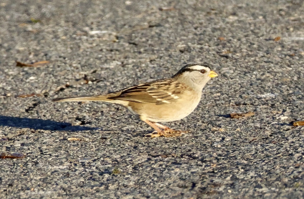 Bruant à couronne blanche - ML611492862