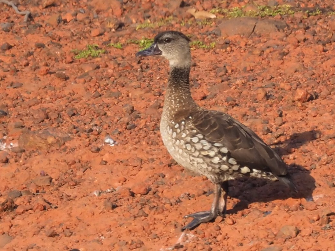 Spotted Whistling-Duck - ML611492863