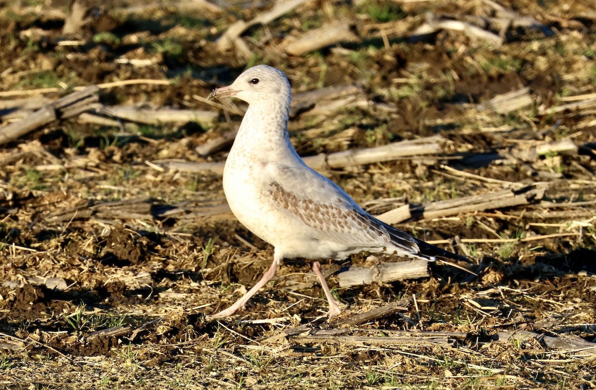 Ring-billed Gull - ML611492866