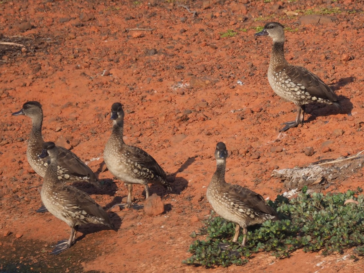 Dendrocygne tacheté - ML611492867