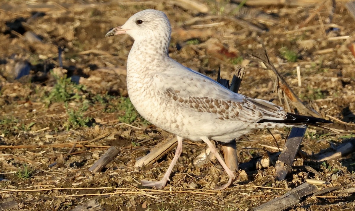 Ring-billed Gull - ML611492868